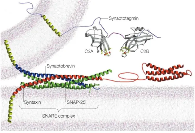 Figure 1-12 : Synaptotagmins sense ambient calcium concentration to trigger vesicle  exocytosis
