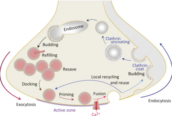 Figure 1-13 : Endocytosis, priming and exocytosis of vesicles support the function of  neurotransmitter release from nerve terminals