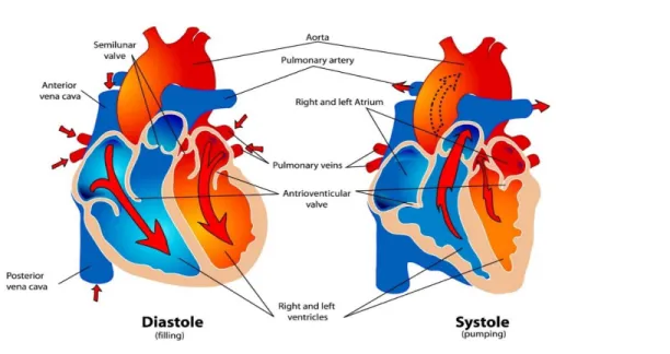 Figure 0-3: Phases du cycle cardiaque du chapitre 9: &#34;Heart muscle: the heart as a pump  and the function of heart valves&#34; 