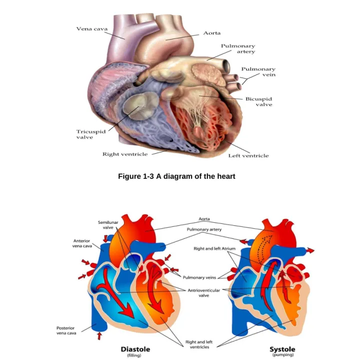 Figure 1-3 A diagram of the heart  