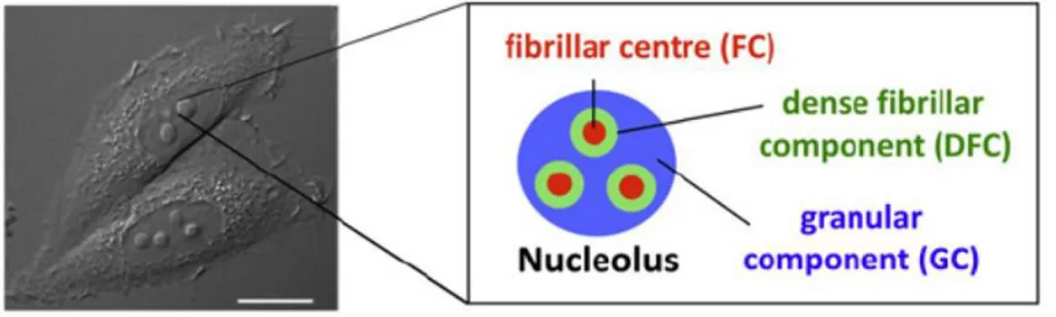 Figure 1.1 – Organisation du nucléole. Microscopie à contraste interférentiel de cellules HeLa et  schéma des sous-compartiments du nucléole