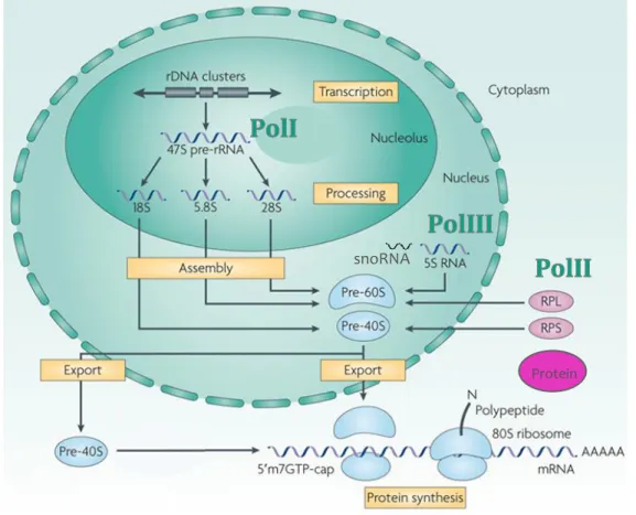 Figure  1.4  –  La  biogénèse des ribosomes requiert l’apport de trois polymérases. RPI transcrit le  précurseur des ARNr, le 47S