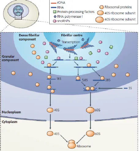 Figure 1.6 – Assemblage du ribosome. Les transcrits pré-ribosomiques sont traités par les snoRNP  au sein du DFC