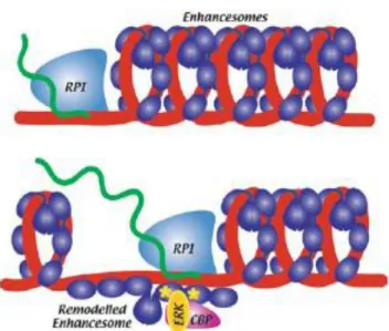 Figure 1.11 – Phosphorylation par ERK. La phosphorylation d’UBF par ERK permet le relâchement  de l’ADN et facilite le passage de la polymérase