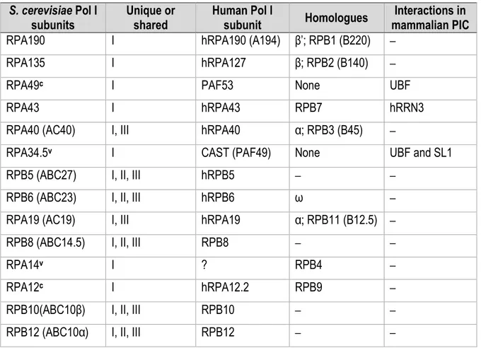 Tableau  1  –  ARN  polymérase  I.  Sous-unités  de  RPI  chez  S.  cerevisiae  et  homologie  chez  H
