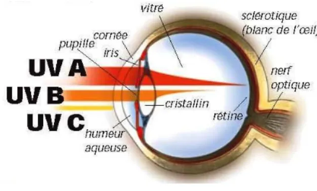 Figure 3.6 : Profondeur à laquelle pénètrent les différents types d’ultraviolets dans l’œil  humain 