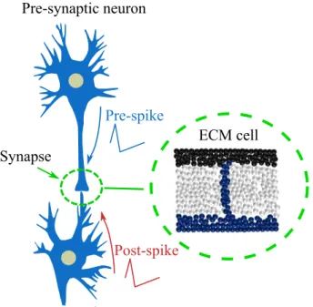 Figure 2.5: An ECM cell can adopt the behavior of a synapse. The synaptic plasticity, i.e.