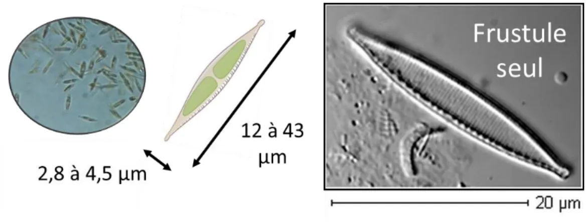 Figure 11: Nitzschia palea, photo d'une culture au microscope optique x63, schéma simplifié et image d'une  frustule vide (x1000) 