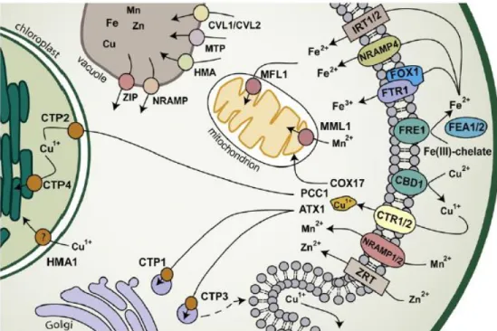 Figure 12: Protéines impliquées dans le transport des métaux chez l'algue Chlamydomonas et leur  localisation (Blaby-Haas &amp; Merchant, 2012)