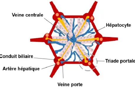 Figure  1.  1  Illustration  de  l’architecture  d’un  lobule  hépatique.  Vue  de  haut  d’un  lobule  hépatique