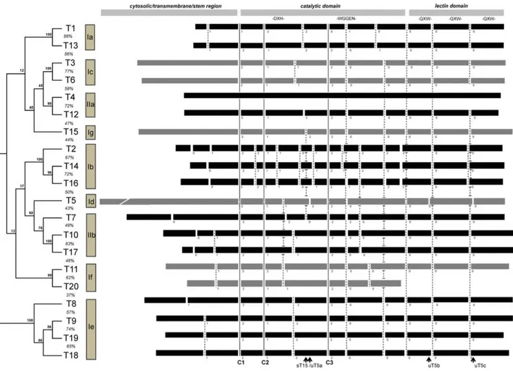 Figure 1.12. Phylogenetic and genomic tree of the human GalNAc-T gene family  The left panel shows the genomic tree of the 20 GalNAc-T members, which was derived  from molecular phylogenetic anaylses by the maximum likelihood method of Gblock (330)
