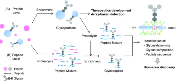 Figure 1.13. General strategy of glycoproteins detection and analysis 