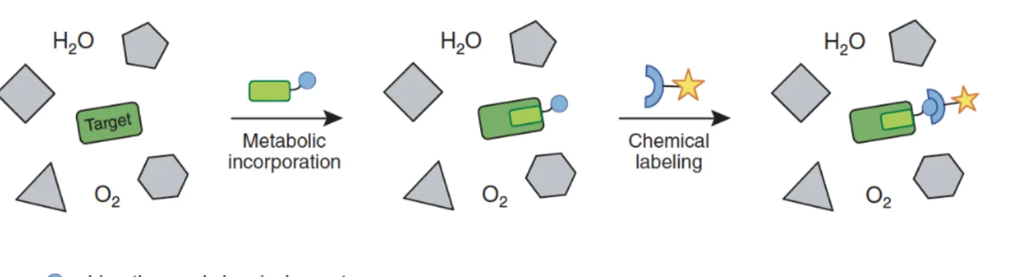 Figure 1.14. The bioorthogonal chemical reporter strategy 