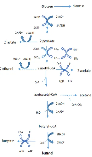 Figure  3-1  Possible  metabolic  pathway  for  glucose  fermentation  by  C.  pasteurianum