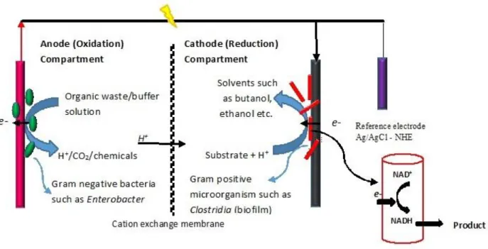 Figure 2-2 Schematic of electro-microbial Cell comprises two chambers. Anode reactions can be abiotic/biofilm  reaction