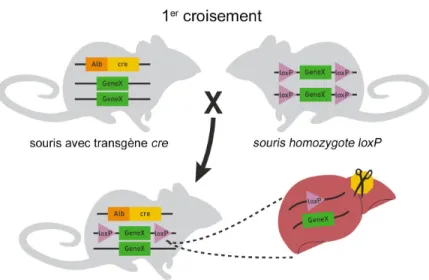 Figure 3 : illustration des croisements pour la génération de souris dont un gène est supprimé via  le système Cre-lox  