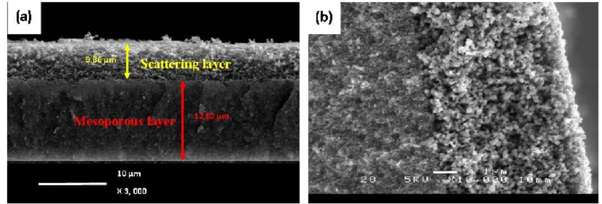 Figure 2.7 Cross-sectional SEM image of mesoporous and scattering TiO 2  layer: (a) low and (b) high  magnification