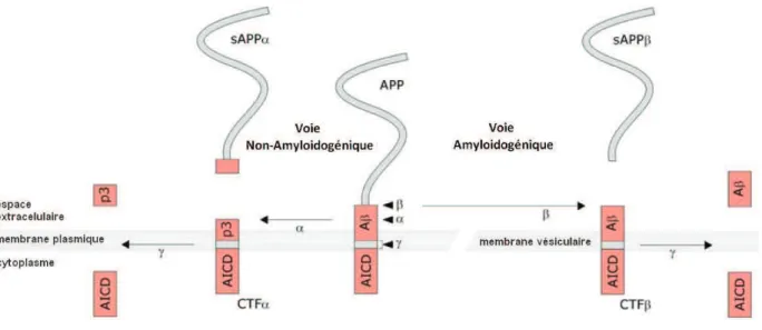 Figure 2 : Représentation schématique des deux différentes voies de clivage de l'APP 