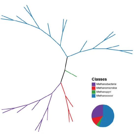 Figure 1.1 Consensus tree of 25 [Fe]-hydrogenases sequences, with an alignment length of 389  amino  acids.Protein  sequences  were  imported  from  a  study  by  Greening et  al.