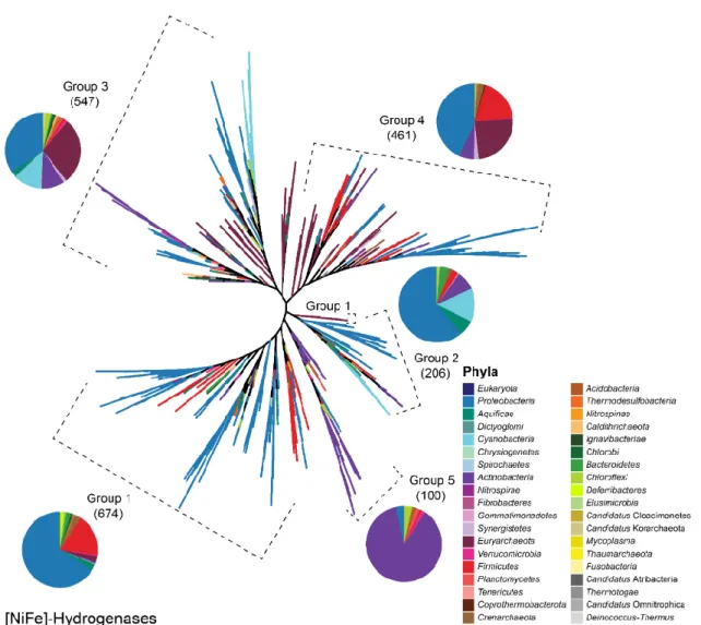 Figure 1.3 Consensus tree of 1988 [NiFe]-hydrogenases sequences, with an alignment length  of  1850  amino  acids,  computed  as  described  in  Fig