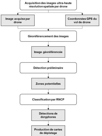Figure 17: Schéma méthodologique de la méthode de détection et de production de cartes de  dépistage du doryphore 
