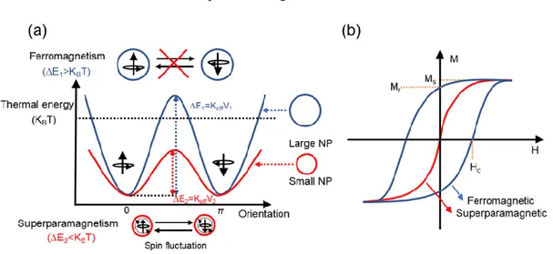 Figure 1.2 (a) Energy diagram of magnetic NPs with different magnetic spin alignment. Thermal energy (K B T) represents  the energy barrier to the rotation of the magnetization