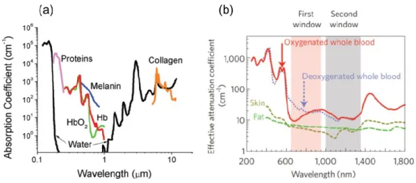 Figure 1.3 (a) Absorbance of various tissue and blood components from 200 nm to 10 μm