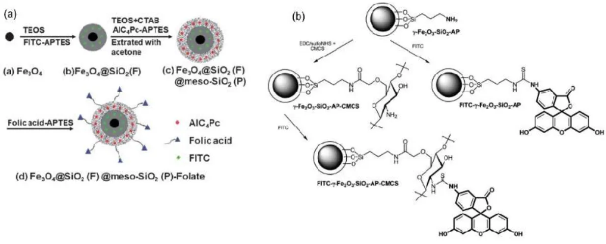 Figure 2.1 (a) Synthetic procedure of Fe 3 O 4 @SiO 2 (F)@meso-SiO 2 (P)-Folate nanoparticles