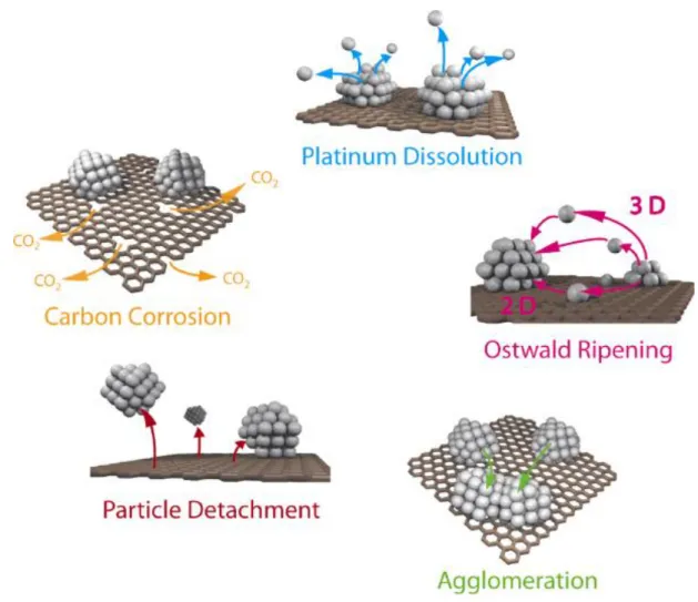 Figure 1.4. Schematic illustration of the suggested degradation mechanism for supported  platinum particles in fuel cells [43]