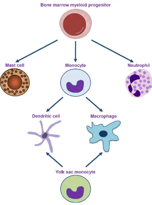 Figure 1 of literature review. The ontogeny of professional phagocytes. Professional phagocytes descend from  a  myeloid  precursor  in  the  bone  marrow  or  from  stem  cells  in  the  developing  embryo’s  yolk  sac