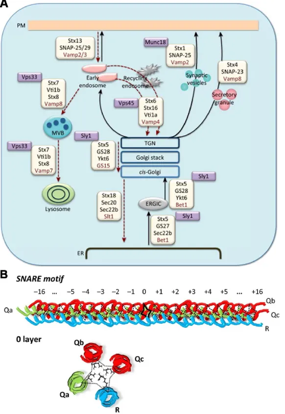 Figure 4 of literature review. SNARE proteins promote vesicle fusion through quaternary structure formation