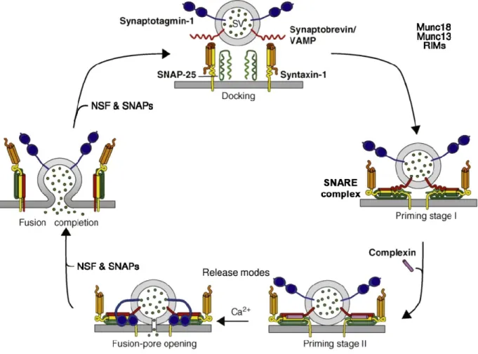 Figure 5 of literature review. The role of SNAREs in the vesicle fusion cycle. The natural repulsion that occurs  when  two  membranes  are  in close proximity  is  overcome  by  SNARE  interactions