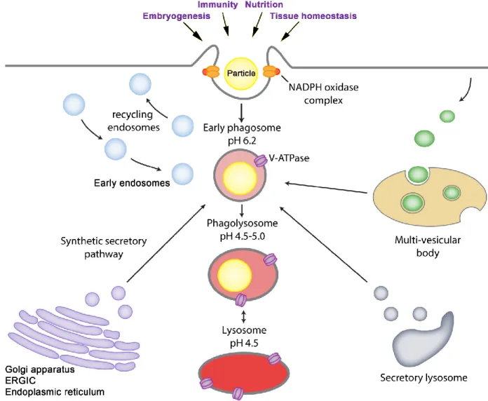 Figure 9 of literature review. Phagocytosis is a multifunctional and highly dynamic process