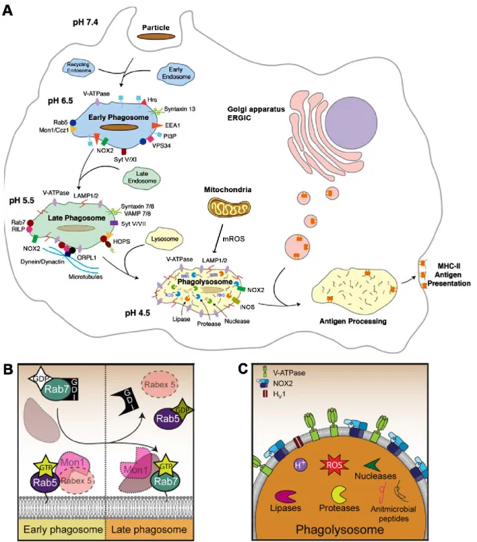 Figure  11  of  literature  review.  The  molecular  machinery  regulating  the  transition  from  early  phagosome  to 