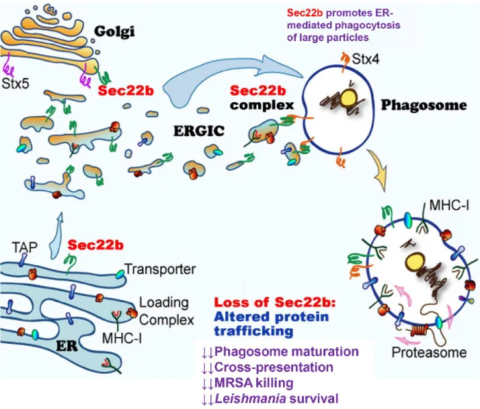 Figure 12 of literature review. The ER/ERGIC-resident SNARE Sec22b modulates phagosomal biogenesis and  function
