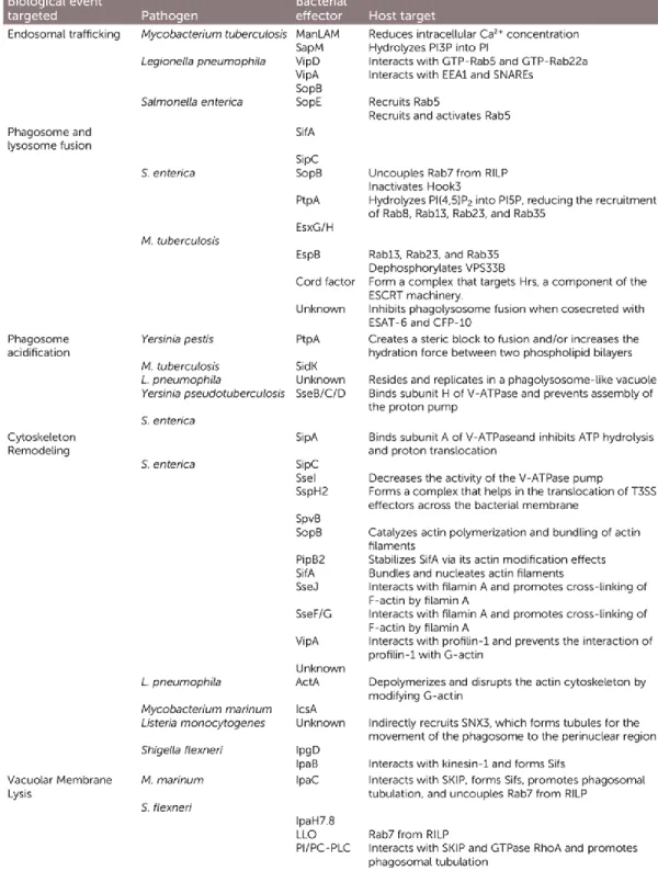 Figure  13  of  literature  review.  Intracellular  bacteria  have  evolved  diverse  strategies  to  attenuate  the  phagosome’s  microbicidal  power