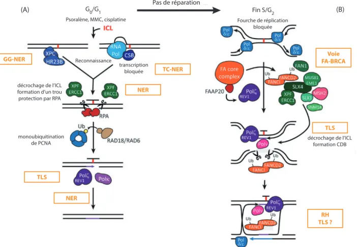 Figure 1.1 – Mécanismes réparant les ICLs, selon l'avancée dans le cycle cellulaire 