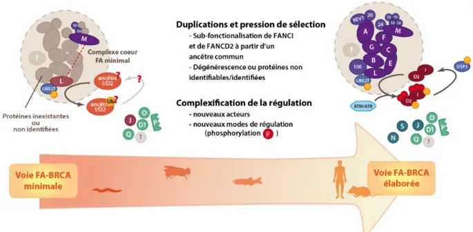 Figure 2.2 – La voie FA-BRCA au cours de l'évolution 