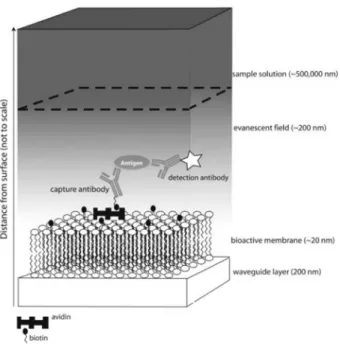 Figure 1. 13  Diagram of the sandwich immunoassay with the representation of the evanescent  field