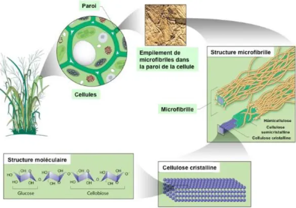 Figure  7:  Schéma  de  l’organisation  structurelle  de  la  paroi  cellulaire  végétale  (Source: 