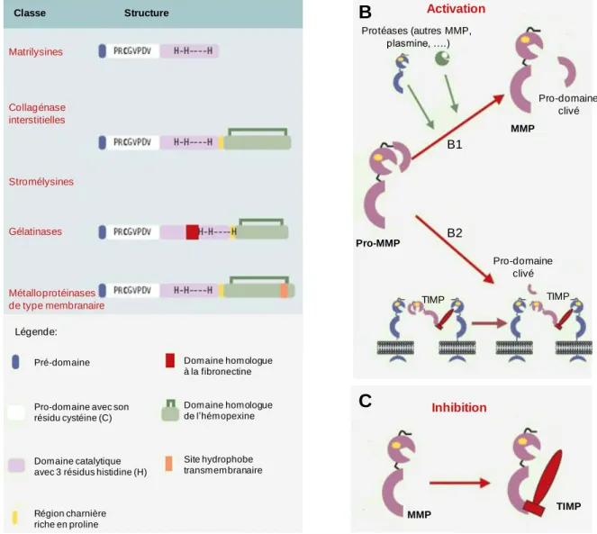 Figure 1.4  Structures  et  mécanismes  de  régulation  de  l’activité  des  métalloprotéases  matricielles  (MMP)