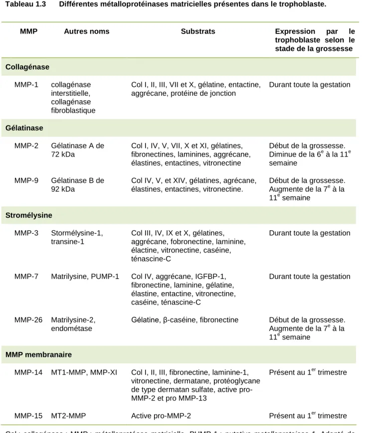 Tableau 1.3  Différentes métalloprotéinases matricielles présentes dans le trophoblaste