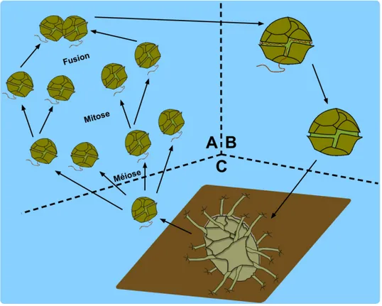 Figure 1.4 :  Schéma du cycle de vie des dinoflagellés. A) phase haploïde durant laquelle les  individus (1 dinoflagellé = 1 cellule) se divisent via la mitose