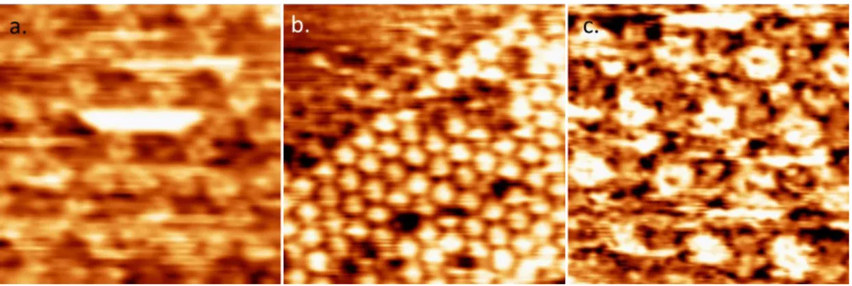 Figure 3.4 H/G structures at the air/solid interface. The images in (a) and (b) show top 