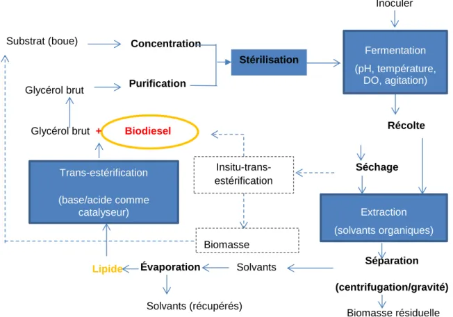 Figure 1. 2  Schéma de production de biodiesel à partir d'huiles microbiennes 
