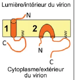 Figure 3-1  Topologie  transmembranaire  et  en  épingle  de  la  protéine  E  d’IBV.  La  protéine  E  pourrait adopter deux topologies différentes : (1) Une protéine transmembranaire de type II  ayant son extrémité N-terminale vers la lumière de l’appare
