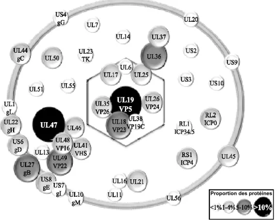 Figure 1.3 : Représentation schématique de la composition protéique d’un virion mature du VHS-1  extracellulaire