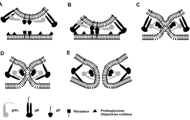 Figure 1.7 : Schéma représentatif de la fusion entre l’enveloppe virale du VHS-1 et la membrane  cytoplasmique