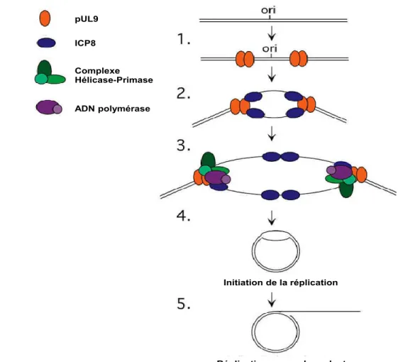 Figure 1.8 : Représentation schématique de la replication de l'ADN du VHS-1.  