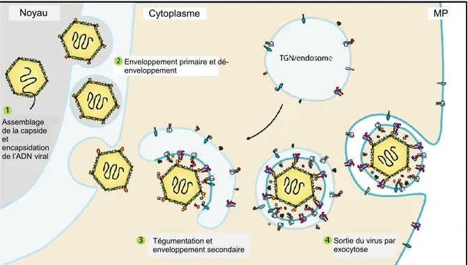 Figure 1.9 : Encapsidation et sortie de la nucléocapside du noyau vers la membrane plasmique